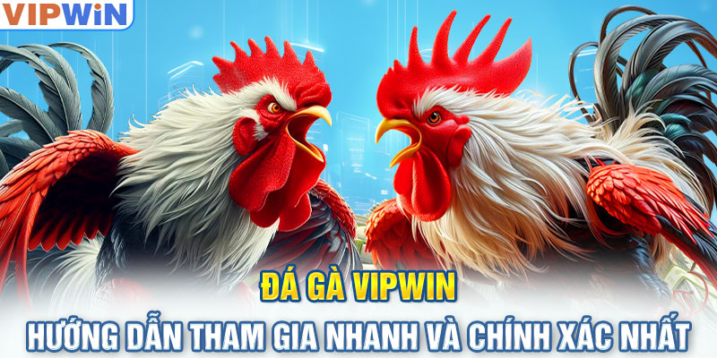 Đá gà VIPwin - Hướng dẫn tham gia nhanh và chính xác nhất