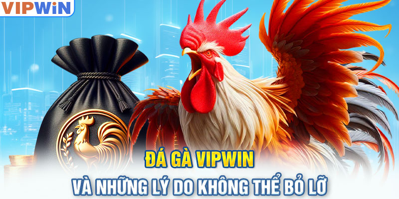 Đá gà VIPwin và những lý do không thể bỏ lỡ