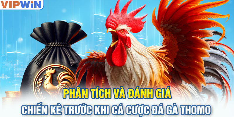 Phân tích và đánh giá chiến kê trước khi cá cược đá gà Thomo