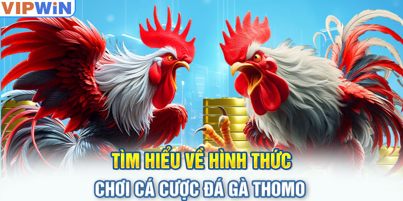 Tìm hiểu về hình thức chơi cá cược đá gà Thomo