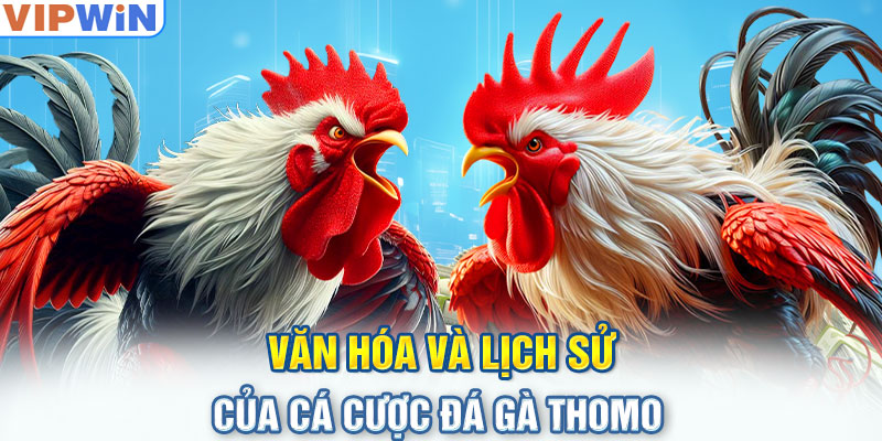 Văn hóa và lịch sử của cá cược đá gà Thomo